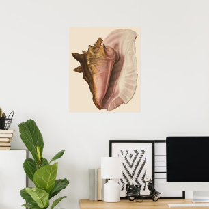 Vintage Queen Conch Seashell Shell, Marine Animal Poster