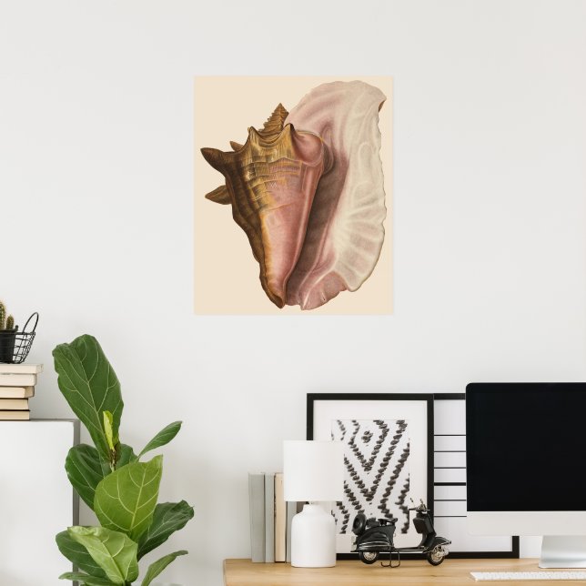 Vintage Queen Conch Seashell Shell, Marine Animal Poster (Home Office)