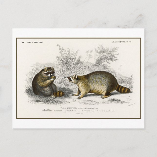 Vintage Racoon Illustration Postcard (Front)