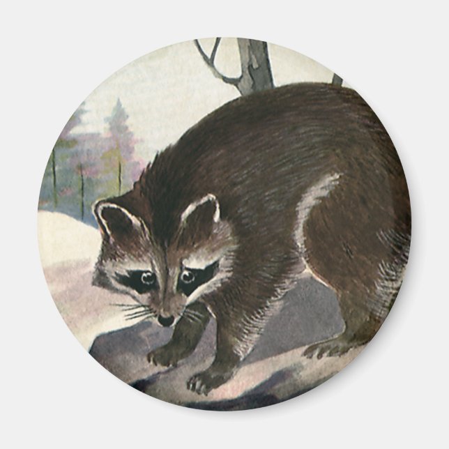 Vintage Racoon, Wild Animal Forest Creatures Magnet (Front)