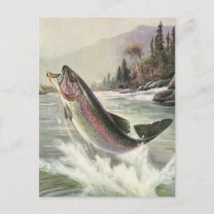 Vintage Rainbow Trout Fisherman Fishing for Fish Postcard