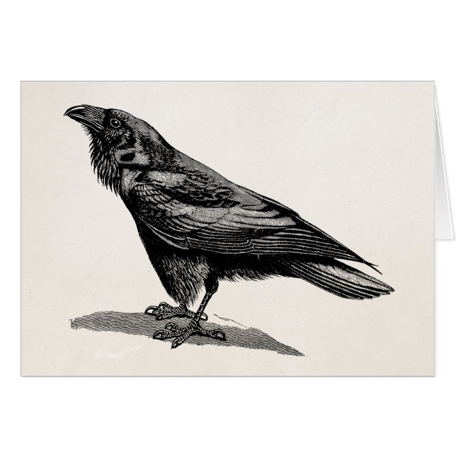 Vintage Raven Crow Blackbird Bird Illustration (Front Horizontal)