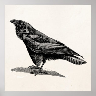 Vintage Raven Crow Blackbird Bird Illustration Poster