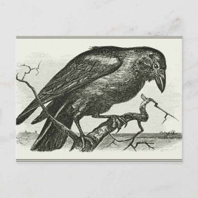 Vintage Raven Woodcut Postcard (Front)