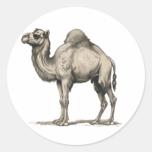 Vintage Realistic Camel Illustration-Desert Camel Classic Round Sticker