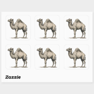 Vintage Realistic Camel Illustration-Desert Camel Square Sticker