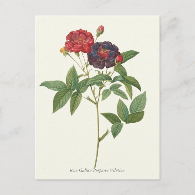 Vintage Red and Purple Roses Botanical Print Postcard (Front)