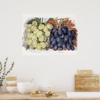 Vintage Red And White Grape Illustration