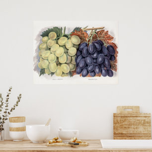 Vintage Red And White Grape Illustration Poster