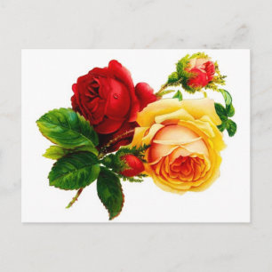 Vintage Red and Yellow Roses Postcard