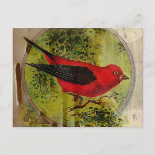Vintage Red Bird Postcard (Front)