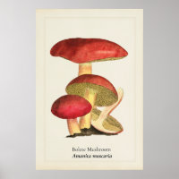 Vintage Red Cap Mushroom Botanical Illustration |