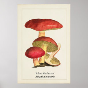 Vintage Red Cap Mushroom Botanical Illustration Poster
