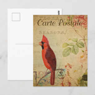 Vintage Red Cardinal Bird Postcard