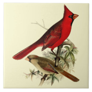 Vintage Red Cardinal Birds Tile