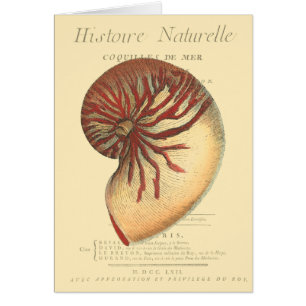 Vintage Red Conch Shell