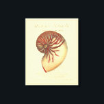 Vintage Red Conch Shell Canvas Print<br><div class="desc">In this vivid image,  you can see in vintage natural and unique style of the red Conch shell up close. This unique type of art has black and red shading to accent the spiralling of this conch shell. Get this conch shell with an sepia background on your product today.</div>