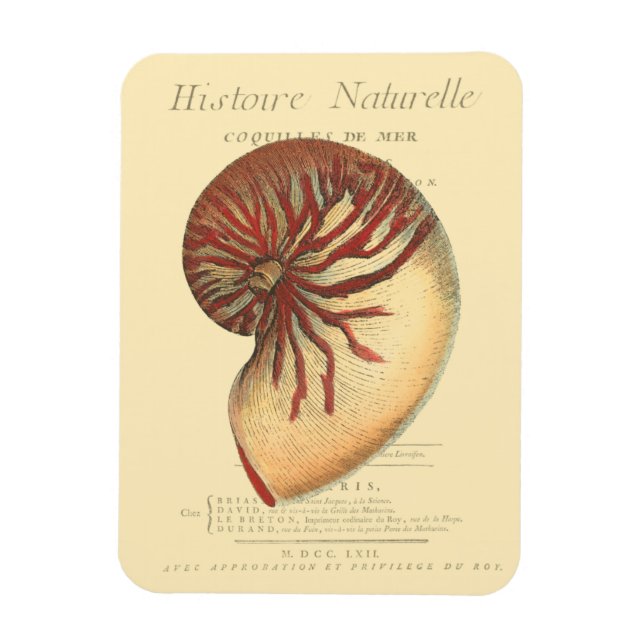 Vintage Red Conch Shell Magnet (Vertical)