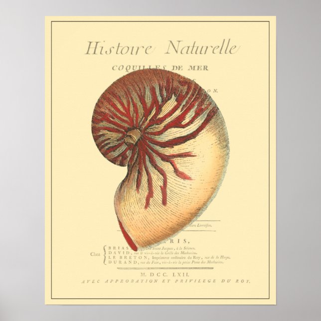 Vintage Red Conch Shell Poster (Front)
