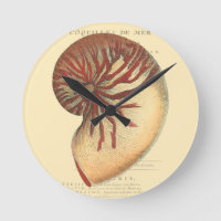 Vintage Red Conch Shell