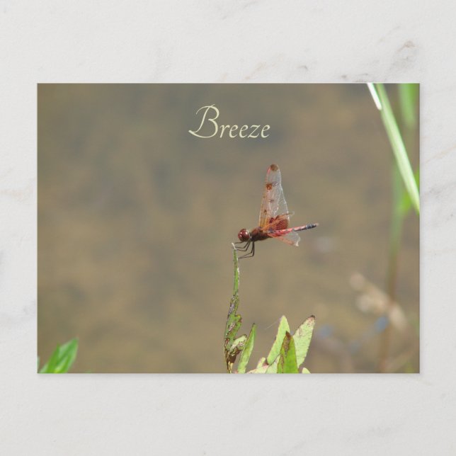 Vintage Red Dragonfly Custom Botanical Note Postcard (Front)