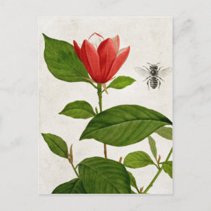 Vintage Red Flower and Bee Postcard