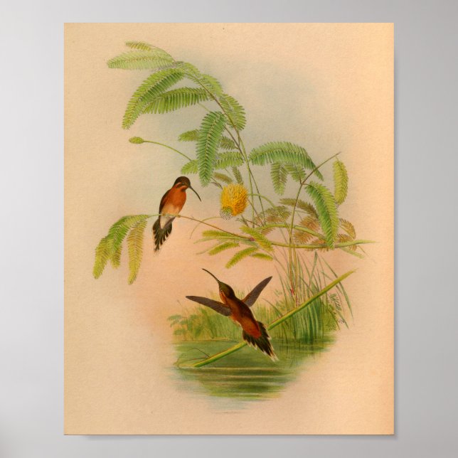 Vintage Red Hummingbird Print Flowers (Front)