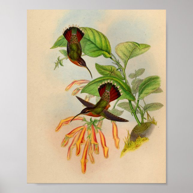 Vintage Red Hummingbird Print Orange Flowers (Front)