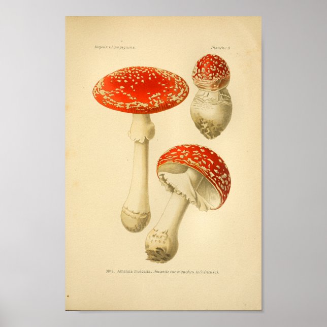 Vintage Red Mushrooms Art Print French (Front)