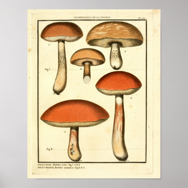 Vintage Red Orange Mushrooms French Art Print (Front)