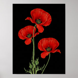 Vintage Red Poppies Botanical Print