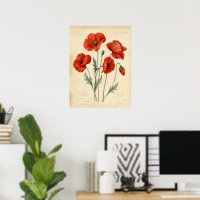 Vintage Red Poppy Botanical Illustration Art Print