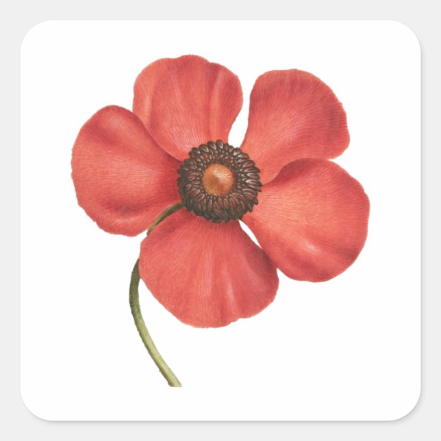 Vintage red poppy botanical square sticker  (Front)