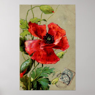 Vintage Red Poppy - Print
