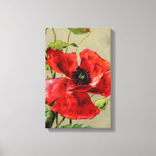 Vintage Red Poppy Stretched Canvas Print