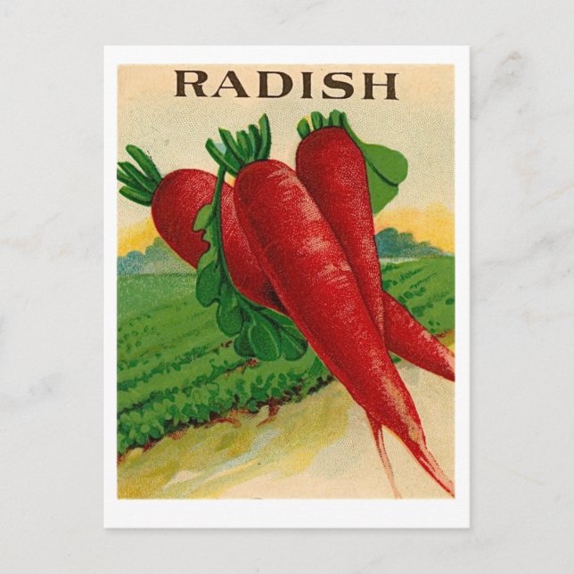 vintage red radish seed packet postcard (Front)