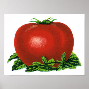 Vintage Red Ripe Tomato, Vegetables and Fruits Poster