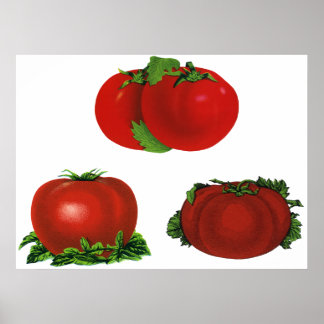 Vintage Red Ripe Tomatoes Food, Fruits, Vegetables Poster