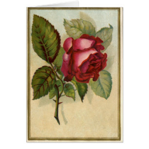 Vintage Red Rose