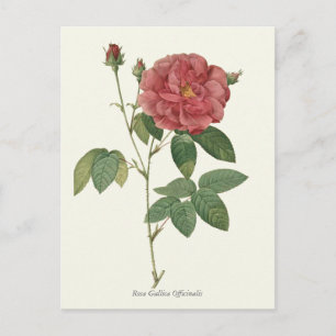 Vintage Red Rose Botanical Print Postcard