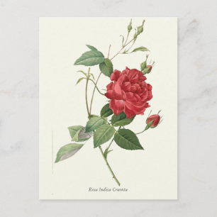 Vintage Red Rose Botanical Print Postcard