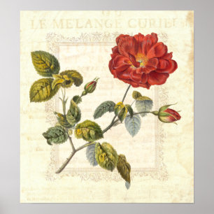 Vintage Red Rose Country Cottage Elegance Poster