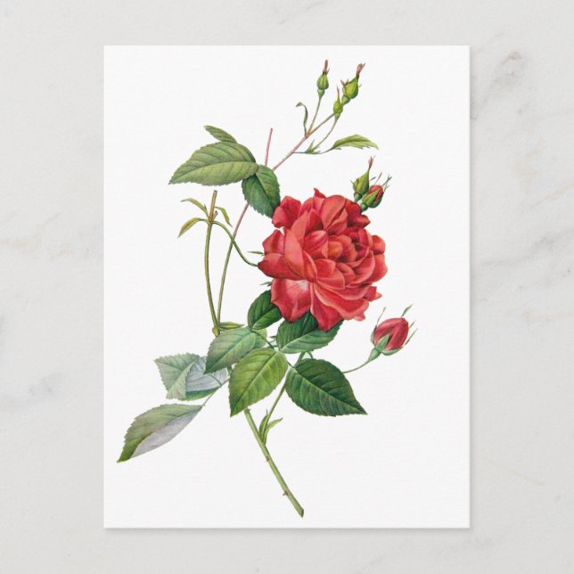 Vintage red rose floral postcard (Front)