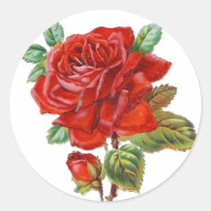 Vintage Red Rose sticker