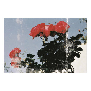 Vintage Red Roses Against a Blue Sky Photo Print