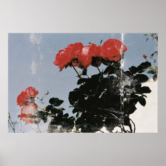 Vintage Red Roses Against a Blue Sky Poster