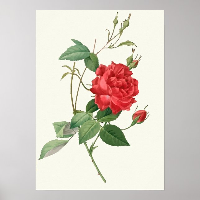 Vintage Red Roses Botanical Print (Front)