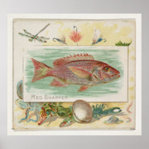 Vintage Red Snapper Fish Illustration (1889) Poster