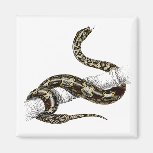 Vintage red-tailed boa snake magnet (Front)