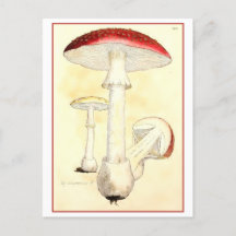 Vintage Red Toadstool / Mushroom Illustration
